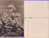 Ilustrata Germania-Felicitare -Flori, Necirculata, Printata