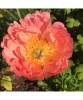 Planta bujor, Paeonia Coral Sunset C1,7, ghiveci 1l, Oem