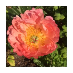 Planta bujor, Paeonia Coral Sunset C1,7, ghiveci 1l