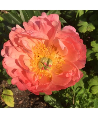 Planta bujor, Paeonia Coral Sunset C1,7, ghiveci 1l foto