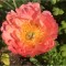 Planta bujor, Paeonia Coral Sunset C1,7, ghiveci 1l