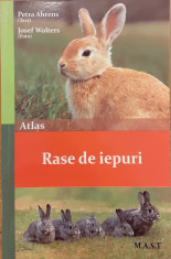 Rase de iepuri Atlas foto