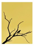 Tablou Canvas, "Corbul solitar pe ramură uscată", Negru, Ramură, Siluetă, Păsăre, Cer, Galben, Contrast, Minimalism, Natură, Apus, 26 x 39 cm, CMCLASS