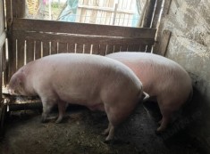 Vand porci foto