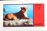 DHUFAR animale salbatice,puma, fauna colita nedant. Mnh, Nestampilat