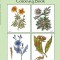 Medicinal Plants Coloring Book