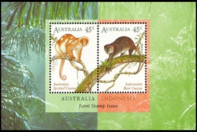 Australia 1996 - Fauna, cuscus, colita neuzata foto