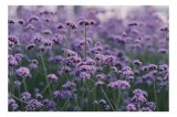 Tablou Canvas, "Livadă de flori violet &icirc;n zori", Flori, Mov, Camp, Natura, Delicat, Vibrant, Calm, Frumusete, Verde, Armonie, 100 x 70 cm, CMCLASS