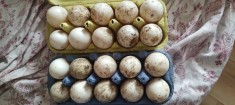 V&acirc;nd ouă de rață pentru consum