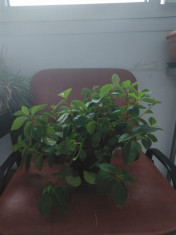 Pui / butasi de Peperomia Obtusifolia foto