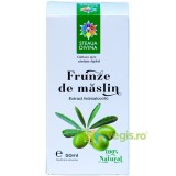 Tinctura din Frunze de Maslin 50ml