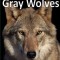 Gray Wolves