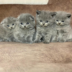 Puiuți scottish straight și scottish fold