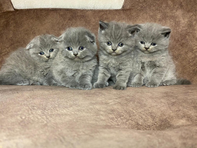 Puiuți scottish straight și scottish fold foto