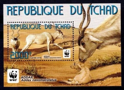 CHAD 2012 WWF FAUNA PROTEJATA ANTILOPE ADDAX foto