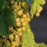 Butași de vită de vie de anul 2 și de anul 3