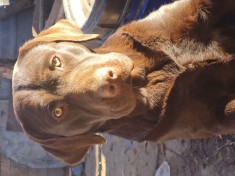 Labrador Retriever Ciocolatiu Mascul, 3ani