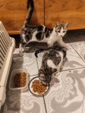 2 motanei pt adoptie (impreuna sau individual) , ft draguti si jucausi (aprox 4 luni)