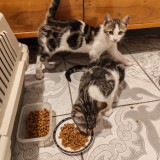 2 motanei pt adoptie (impreuna sau individual) , ft draguti si jucausi (aprox 4 luni)