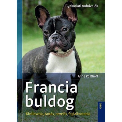 Francia buldog - Kiv&amp;aacute;laszt&amp;aacute;s, tart&amp;aacute;s, nevel&amp;eacute;s, foglalkoztat&amp;aacute;s - Anne Posthoff foto