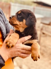 Pui rottweiler foto