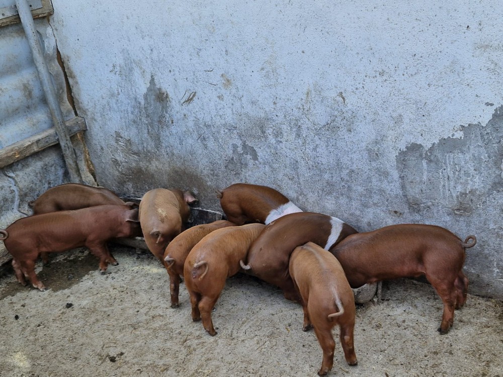 Purcei de vanzare rasa Duroc in Moldoveni, Neamt | arhiva Okazii.ro