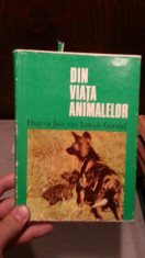 DIN VIATA ANIMALELOR-HUGO SI JANE VAN LAWICK-GOODALL foto