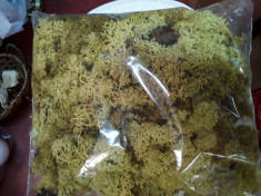 Licheni ( muschi) naturali stabilizati punga 250 gr galben mu?tar foto