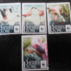 Sierra Leone-Fauna wwf,pasari flamingo-serie completa,nestampilate MNH