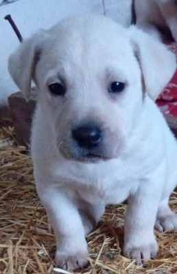 Catei Labrador Retriver foto