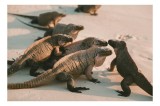 Tablou Canvas, "Grup de iguane pe plajă pustie", Iguane, Plajă, Soare, Nisip, Natură, Sălbăticie, Grup, Reptile., 39 x 26 cm, CMCLASS