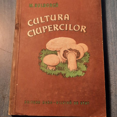 Cultura ciupercilor M. Bulboaca