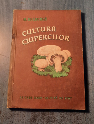 Cultura ciupercilor M. Bulboaca foto