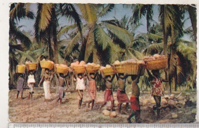 bnk cp Africa - Copii carand nuci de cocos - uzata foto
