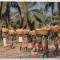 bnk cp Africa - Copii carand nuci de cocos - uzata