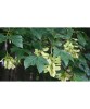 Paltin de Munte (Acer pseudoplatanus) 50-80cm, Rădăcină Liberă - Arbore Ornamental, Adaptabil
