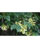 Paltin de munte 50-80 cm ( Acer pseudoplatanus), radacina libera, Oem