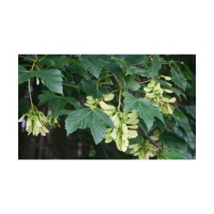 Paltin de munte 50-80 cm ( Acer pseudoplatanus), radacina libera