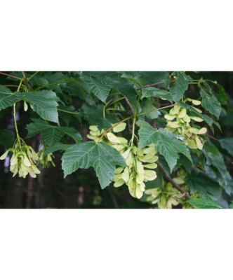 Paltin de munte 50-80 cm ( Acer pseudoplatanus), radacina libera foto