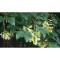 Paltin de munte 50-80 cm ( Acer pseudoplatanus), radacina libera