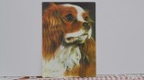 ROM - CIINE - SPANIEL KING CHARLES - ED. SPORT - TURISM - NECIRCULATA., Printata