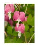 Radacini Dicentra Spectabilis, Inimioare sangerande, 2/3 N