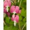 Radacini Dicentra Spectabilis, Inimioare sangerande, 2/3 N