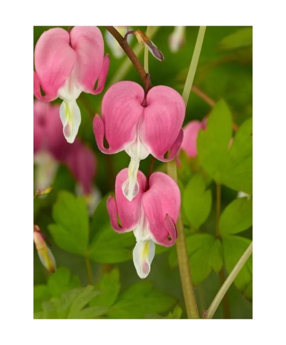 Radacini Dicentra Spectabilis, Inimioare sangerande, 2/3 N