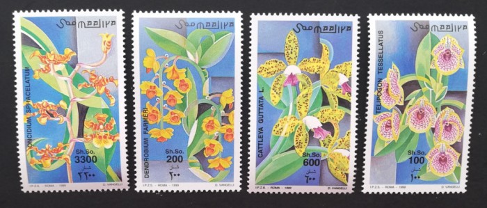 SOMALIA-Orhidee-4 v.**SOM 160