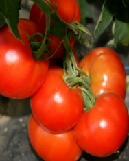 Seminte tomate rotunde ACE foto