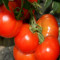 Seminte tomate rotunde ACE