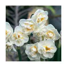 Narcise Narcissus, Bridal Crown, Alb/Galben, 14/16, 1 Bulb