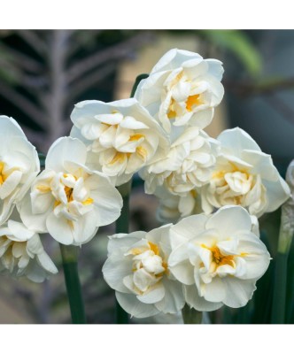 Narcise Narcissus, Bridal Crown, Alb/Galben, 14/16, 1 Bulb foto