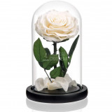 Cumpara ieftin Trandafir Criogenat alb premium &Oslash;8cm in cupola 12x25cm